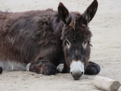 Thanksgiving with the Donkeys