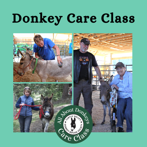 Donkey Care Class