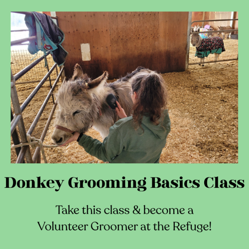 Donkey Grooming Basics Class