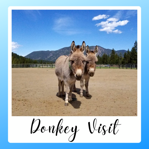 Donkey Visit 2023 - Pre-Book or Drop In (SAT/SUN ONLY)