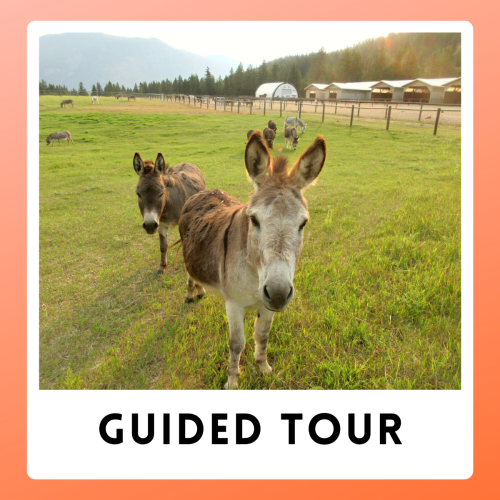 Guided Tour 2023 - Pre-Book Only (NO DROP IN)