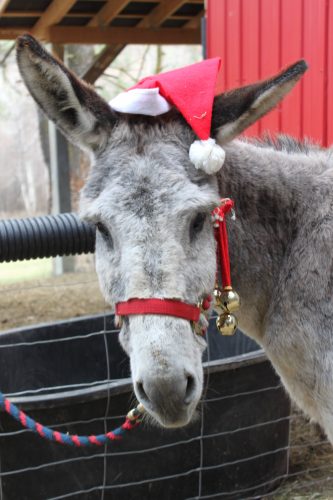 Christmas with the Donkeys