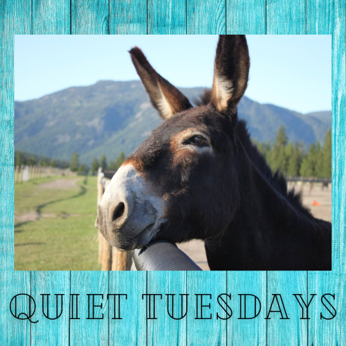 Quiet Tuesdays (PRE-BOOKING IS REQUIRED)