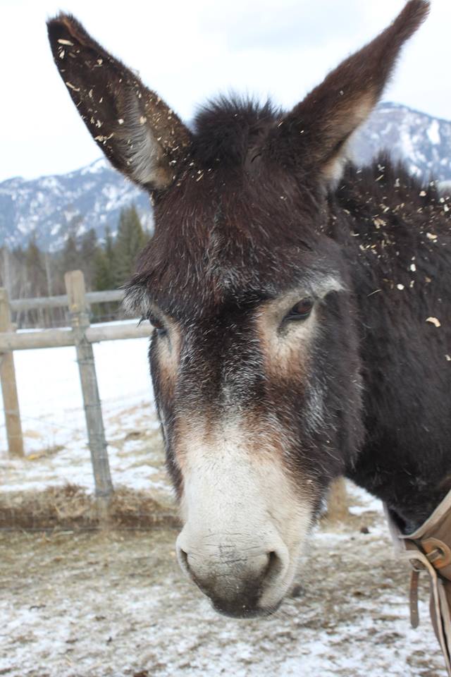 Turtle Valley Donkey Refuge George