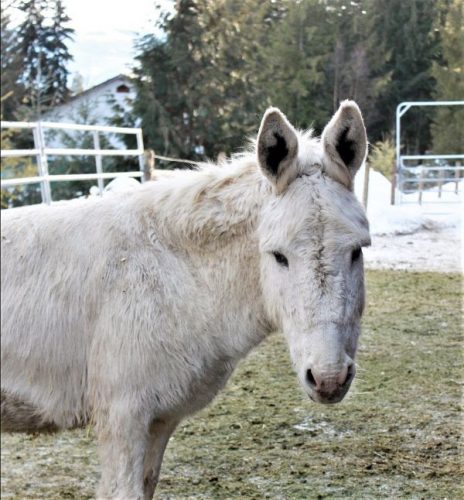 Special December Holiday Hours - Dec 8, 15, & 22